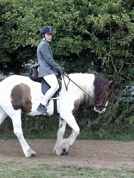 Handsomest gelding (2)