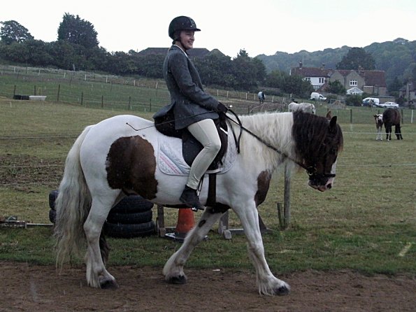 Handsomest gelding (5)
