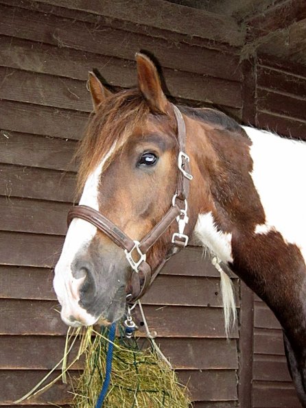 Lance on the yard (10)