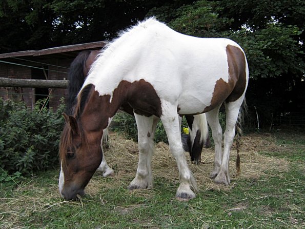 Lance on the yard (2)
