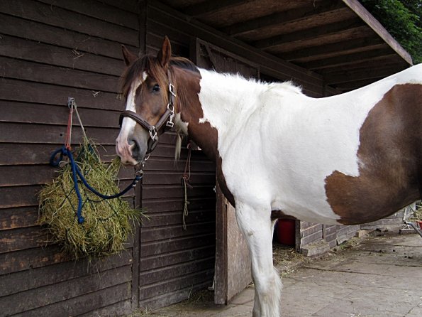 Lance on the yard (3)