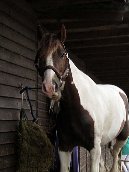 Lance on the yard (5)