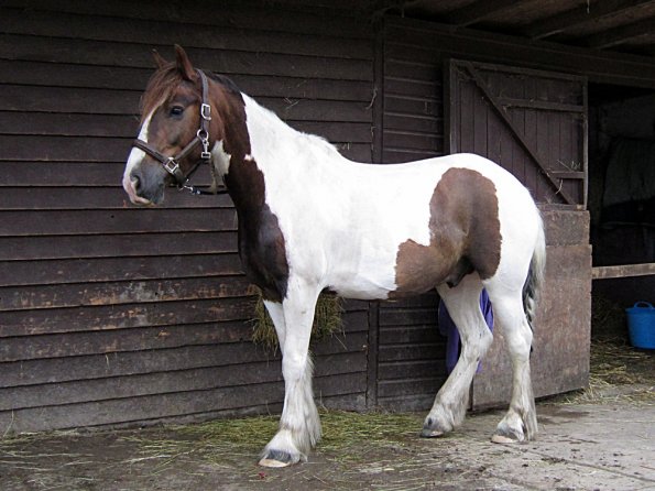 Lance on the yard (6)