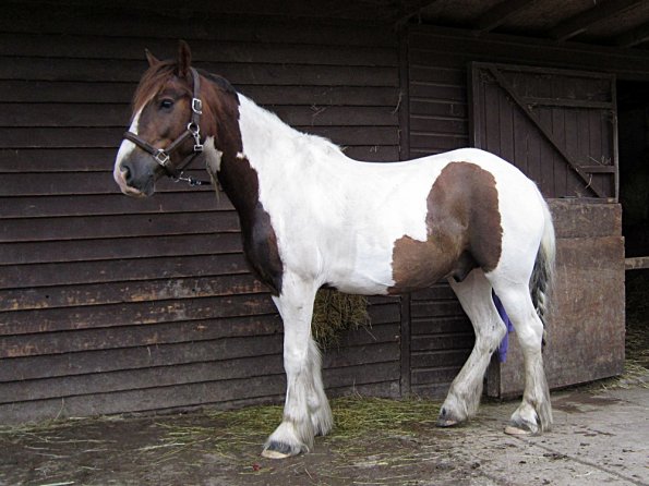 Lance on the yard (7)