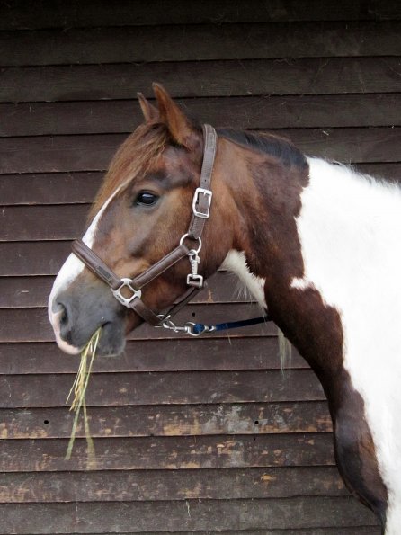 Lance on the yard (8)