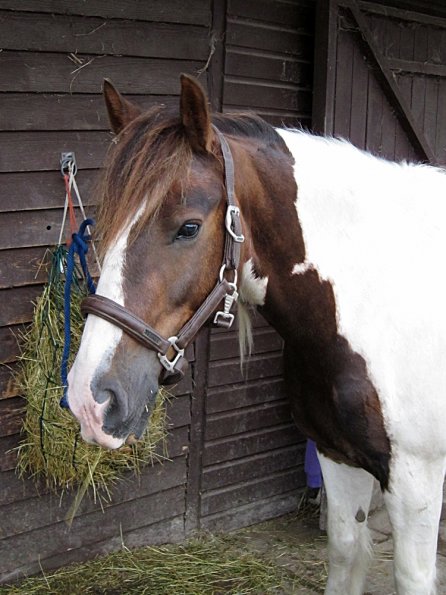 Lance on the yard (9)