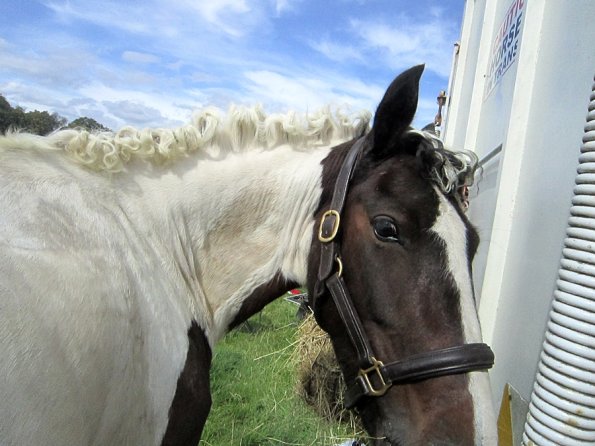 Fee at the lorry (4)