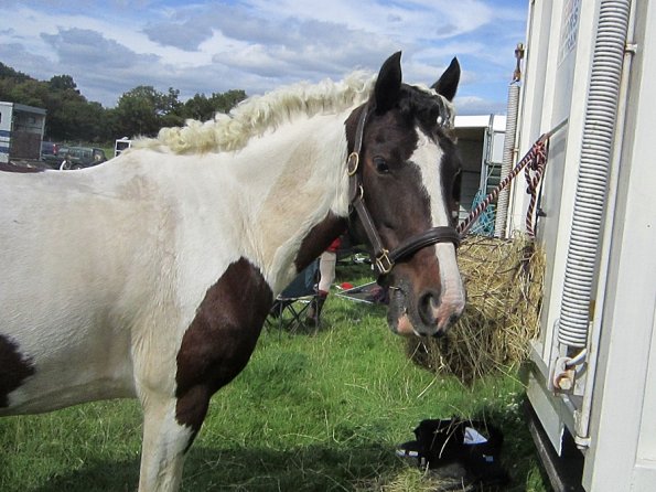 Fee at the lorry (5)