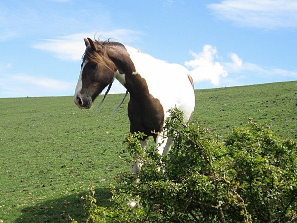 Lancelot (10) - Copy