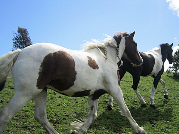 Lancelot (11) - Copy