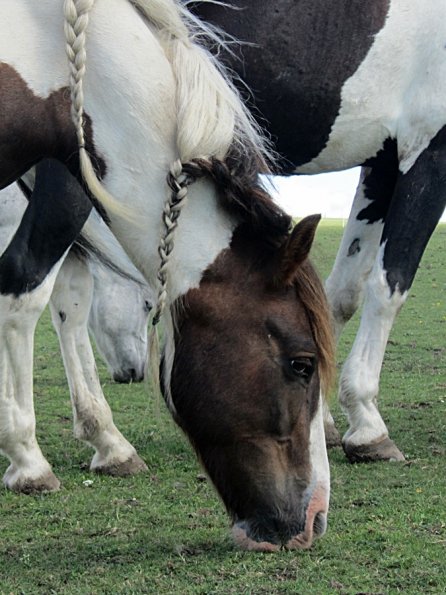 Lancelot (12) - Copy