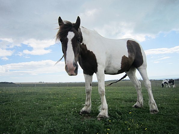 Lancelot (13) - Copy