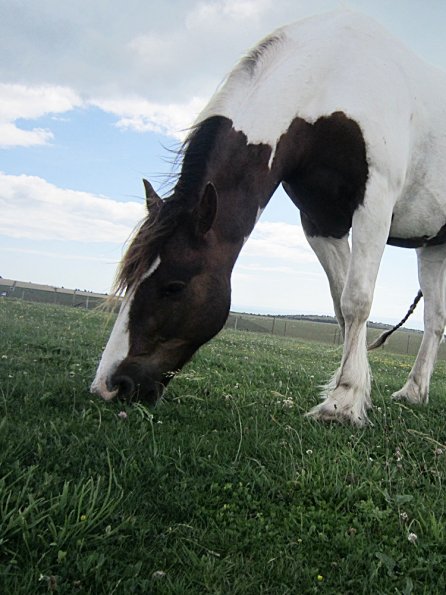 Lancelot (14) - Copy