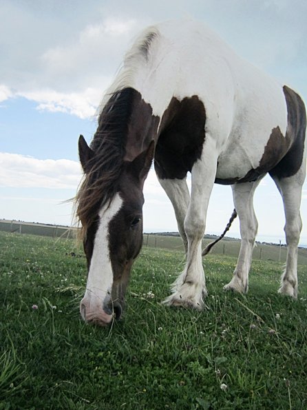 Lancelot (15) - Copy