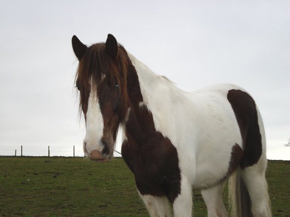 Lance in the pasture