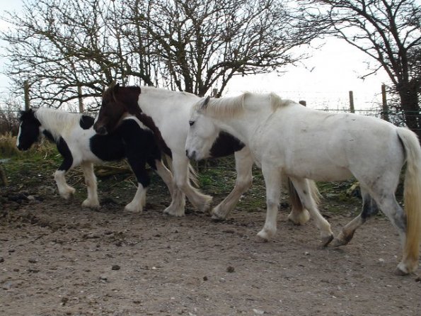 Willow Lance and Angel