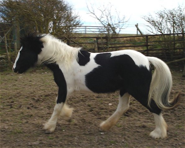 Willowcantering