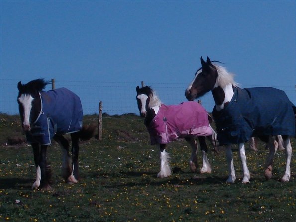 Jessie Willow and Fee