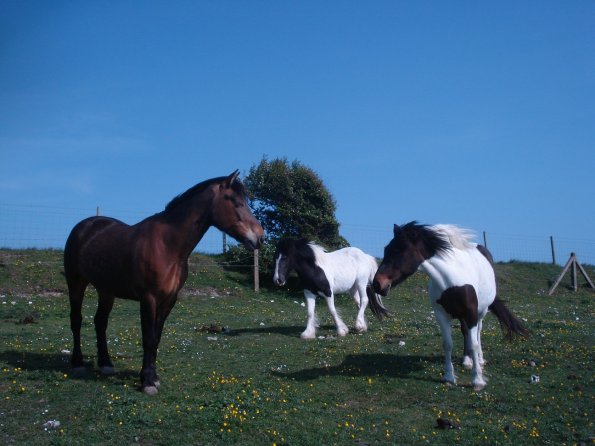 Pepsi Reggie and Tilly