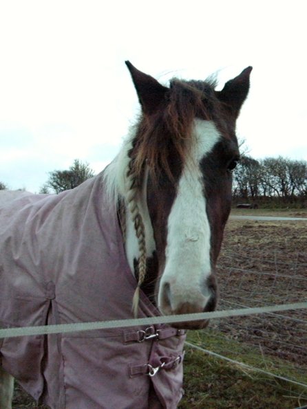 Lance waiting for dinner (2)