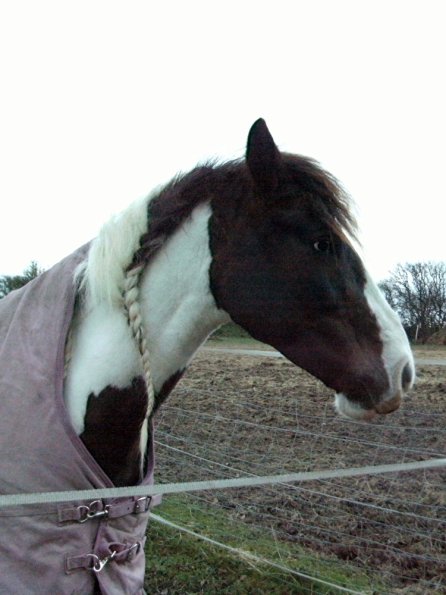 Lance waiting for dinner (3)