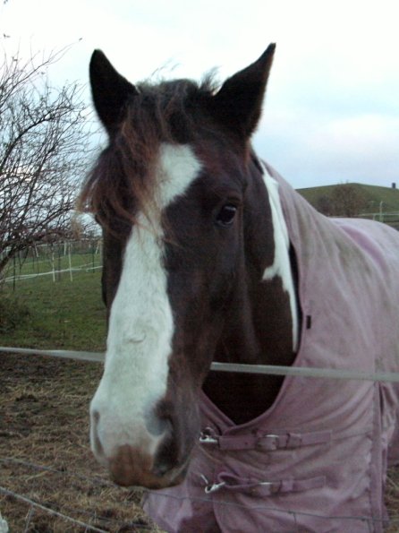 Lance waiting for dinner (4)