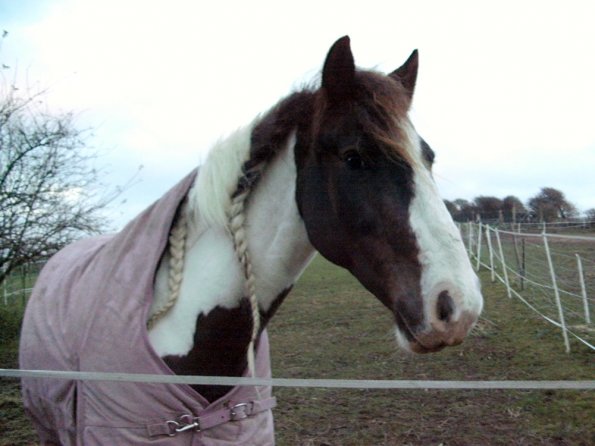 Lance waiting for dinner
