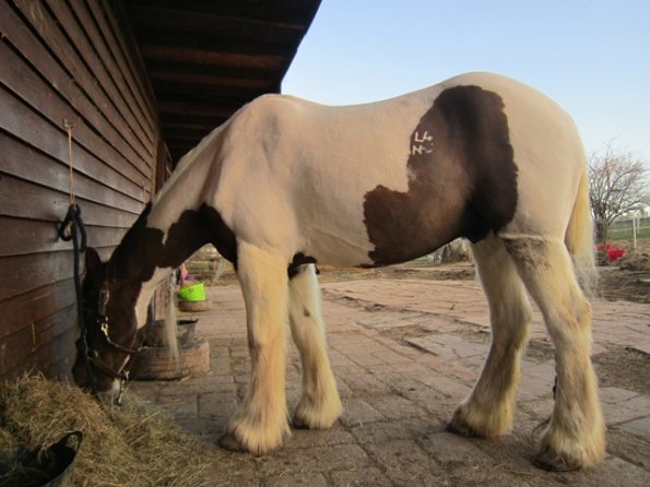 Full clipped Lance (2)