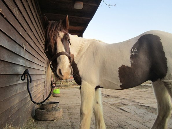 Full clipped Lance (3)