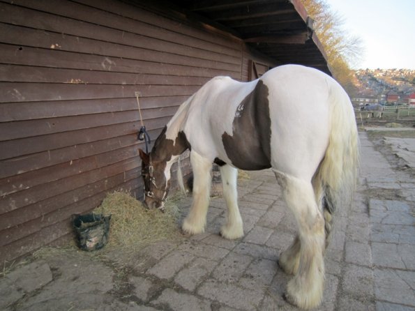 Full clipped Lance (4)