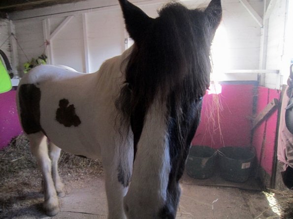 Full clipped Lance (5)