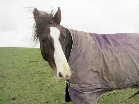 Lancelot on the hill