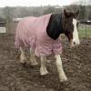 Lancelot pink equine