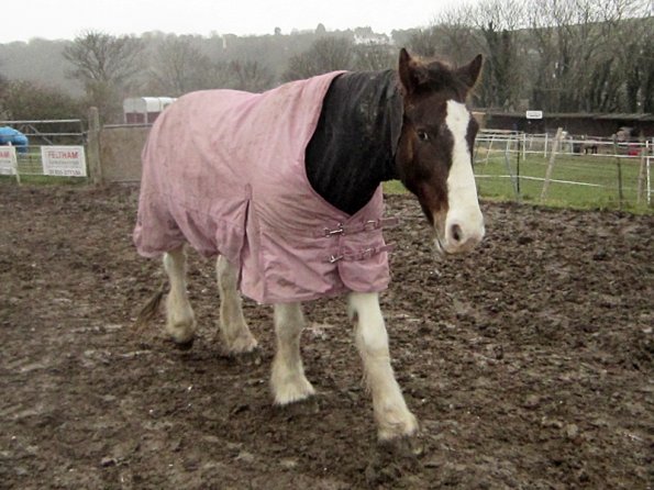 Lancelot pink equine