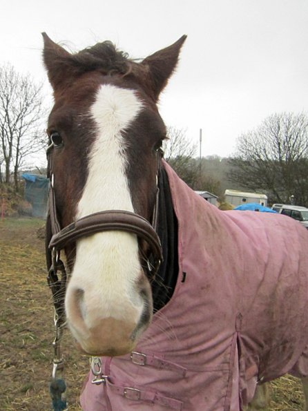 Lancelot real men dont wear pink