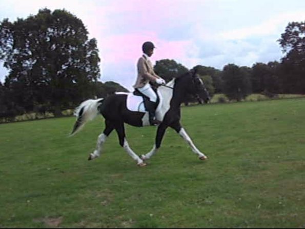 JD dressage (3)