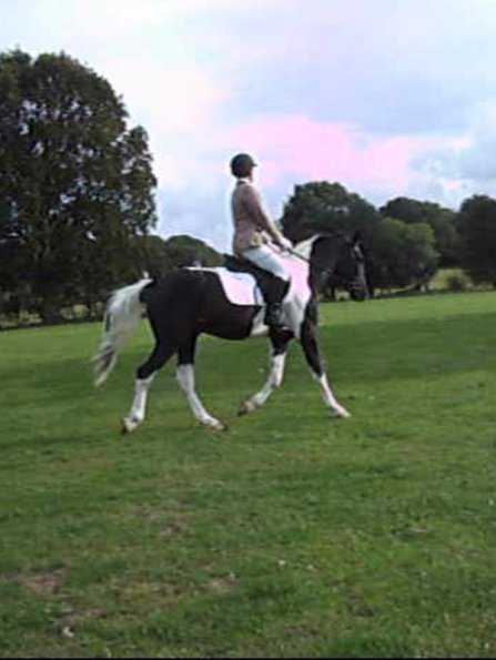 JD dressage