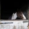 Pennys stable (4)