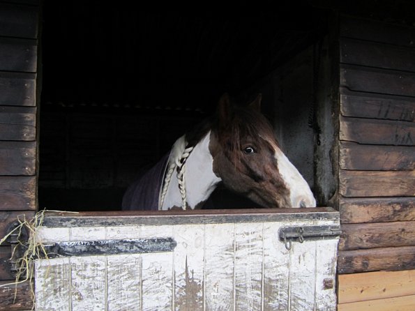 Pennys stable (4)